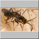 Nomada flava  - Wespenbiene w18.jpg